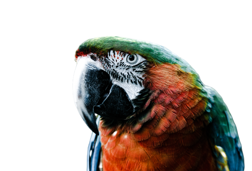 Parrots in the world png file 81