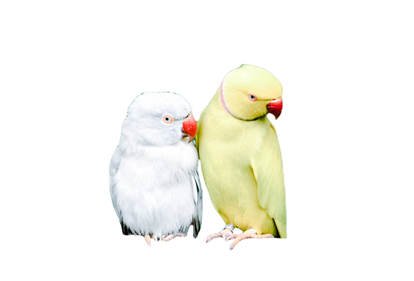 Parrots in the world png file 188