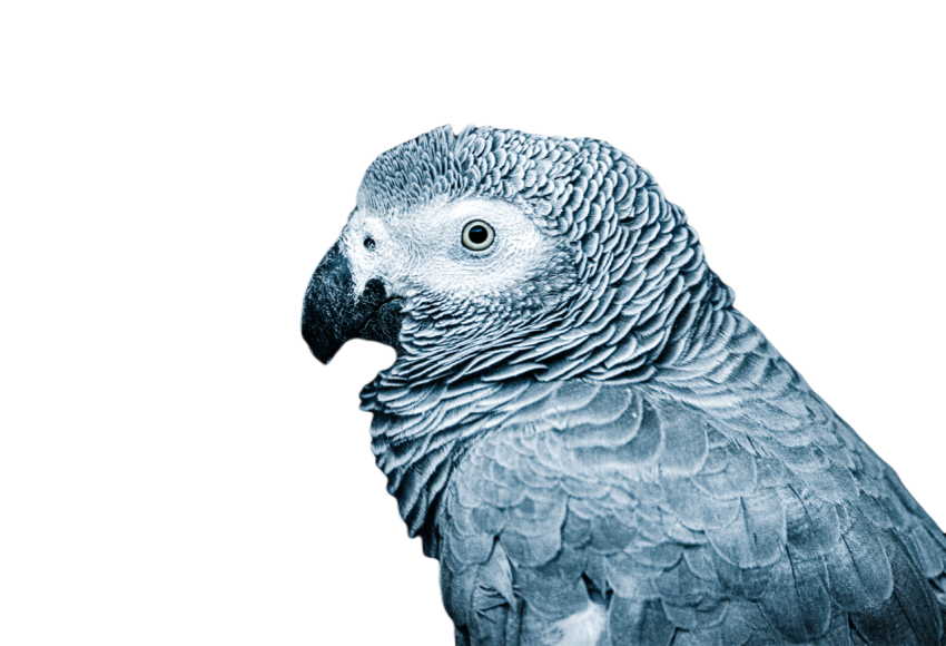 Parrots in the world png file 127
