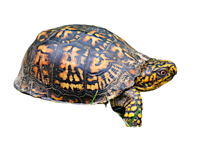 Box turtle 1389243