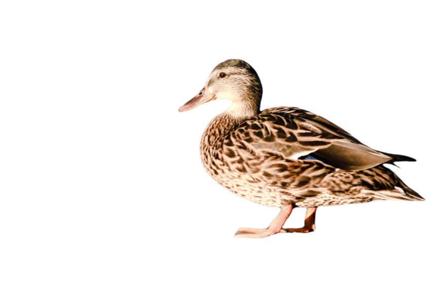 Duck png file, animal free download (frefile com) 66