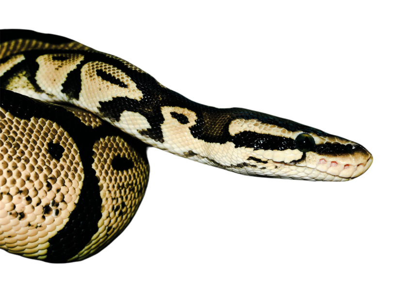 Snake png file free download (frefile com) 44