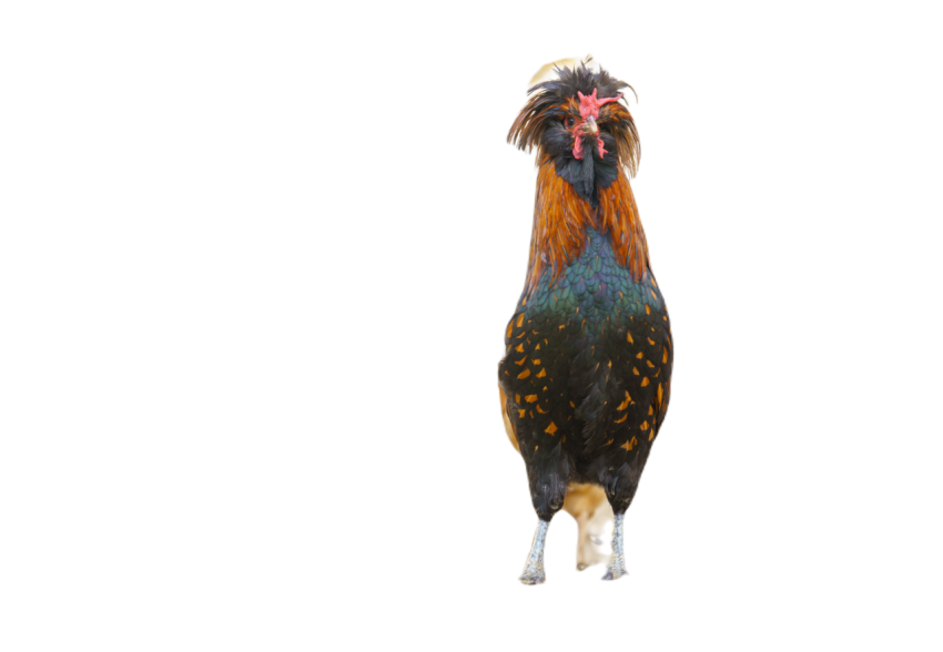 Close up of a beautiful rooster with colorful feat 2024 03 11 18 12 09 utc