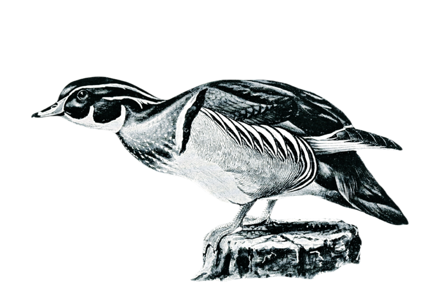 Duck png file, animal free download (frefile com) 9