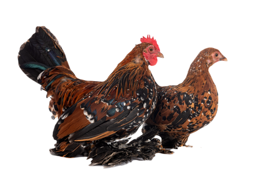 Booted bantam in studio 2024 12 06 14 36 24 utc
