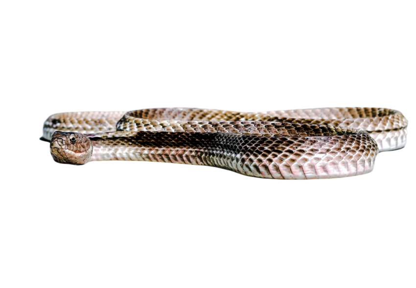 Snake png file free download (frefile com) 61