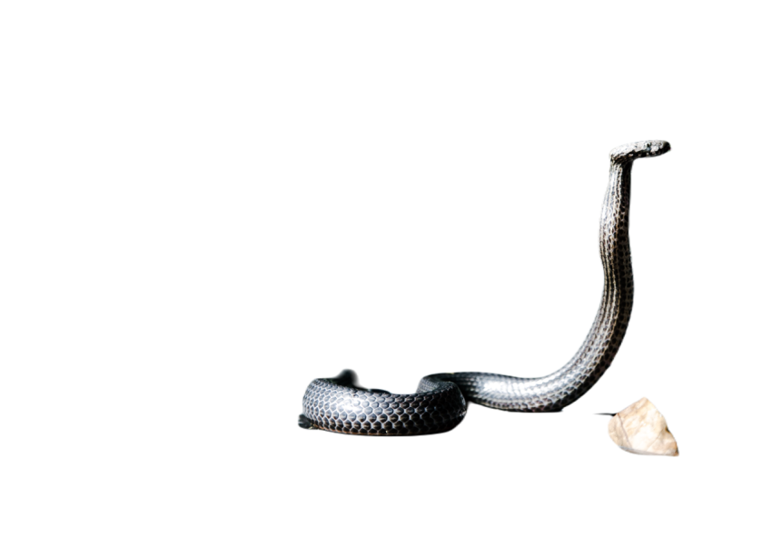 Snake png file free download (frefile com)