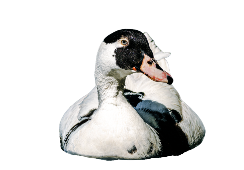 Duck png file, animal free download (frefile com) 41