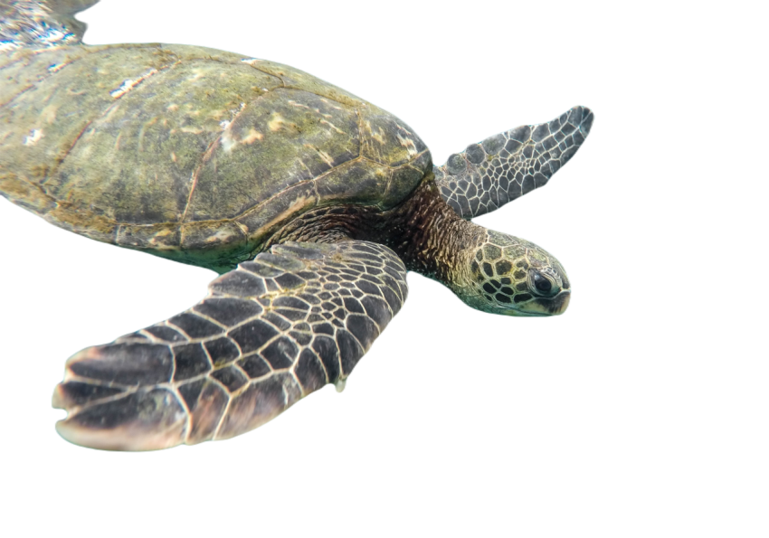 Animal 1868046