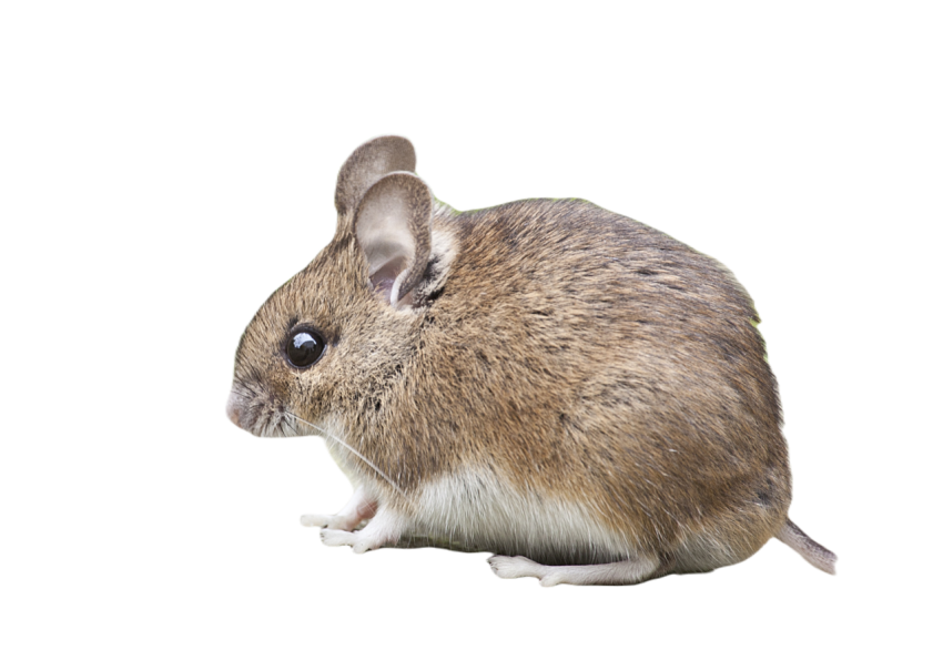 Mouse 1974359