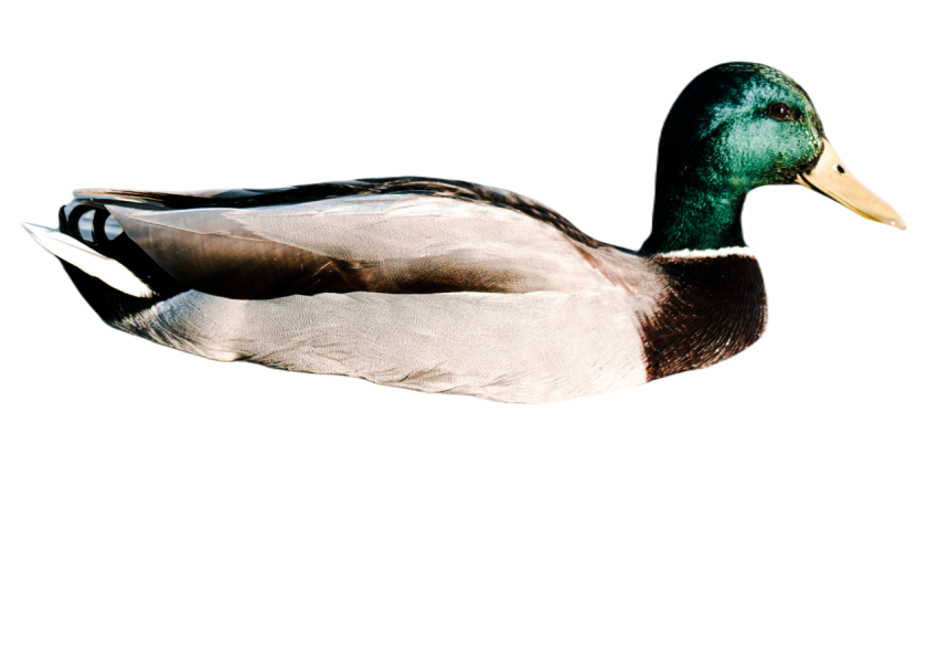Duck png file, animal free download (frefile com) 67