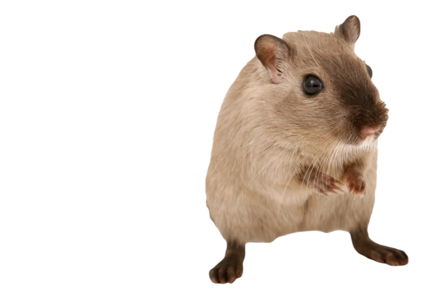 Animal 1238228