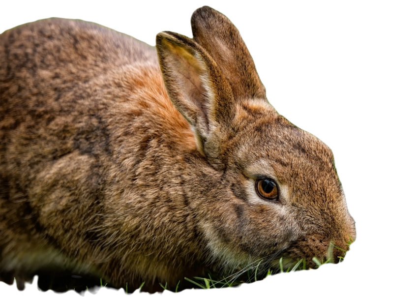 Rabbit 8489271
