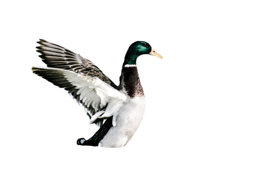 Duck png file, animal free download (frefile com) 20