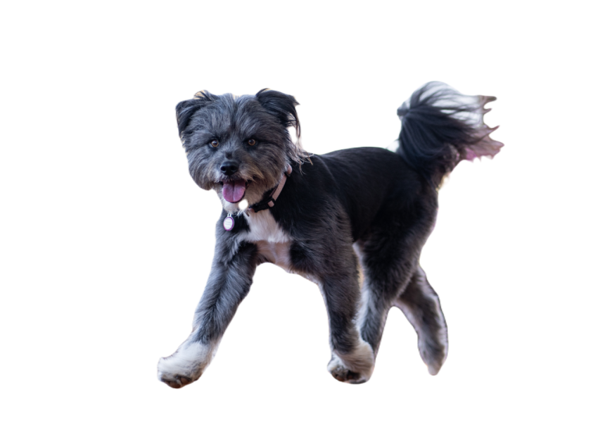 Gray miniature schnauzer with cut fur walking in t 2024 04 05 01 03 51 utc