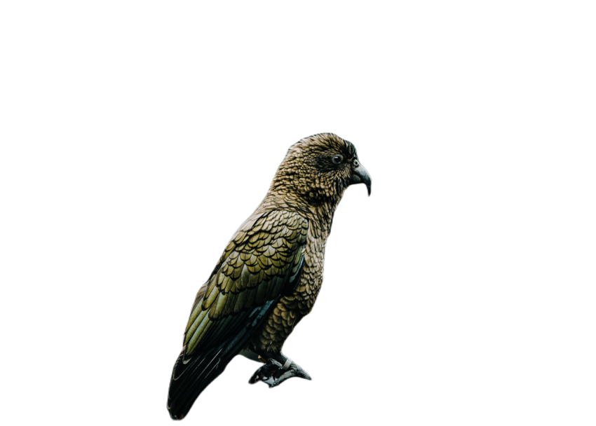 Parrots in the world png file 85