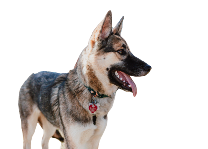 Beautiful german shepherd husky mix puppy smiling 2025 01 08 14 20 10 utc