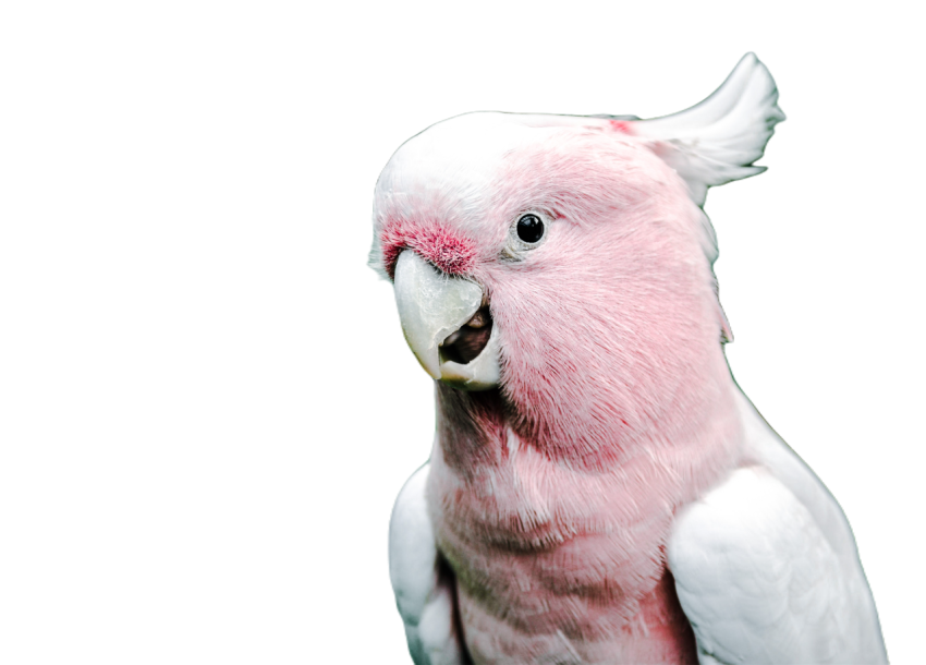 Parrots in the world png file 269