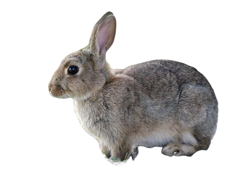 Rabbit 2647220
