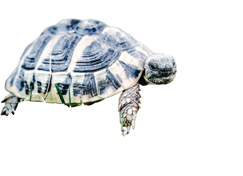 Turtle png file, free download 14