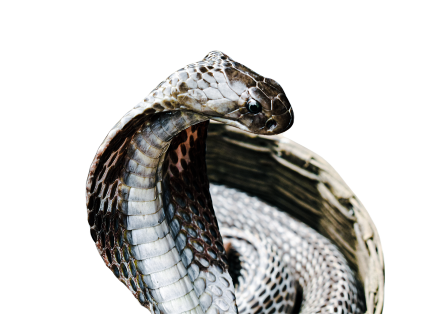Snake png file free download (frefile com) 4