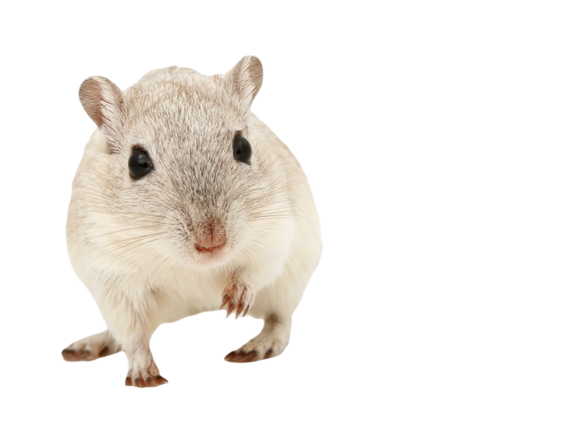 Animal 1238237