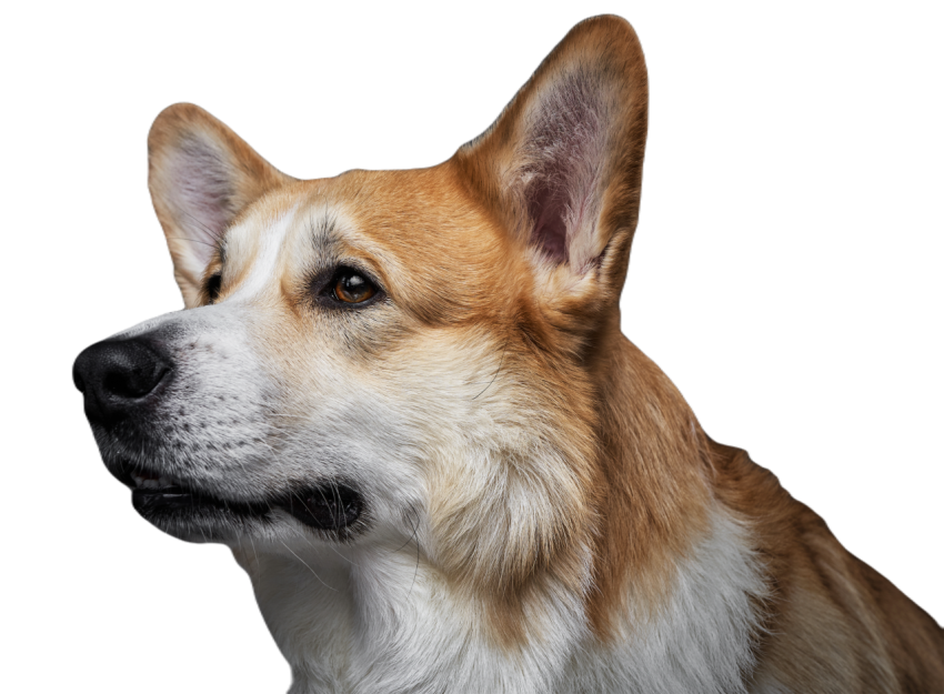 Portrait of an adorable short haired welsh corgi d 2023 11 27 05 31 51 utc