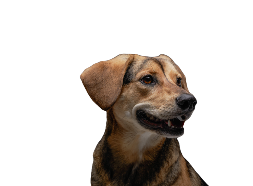 Joyful beagle dogggy with brown fur against gray b 2023 11 27 05 28 03 utc