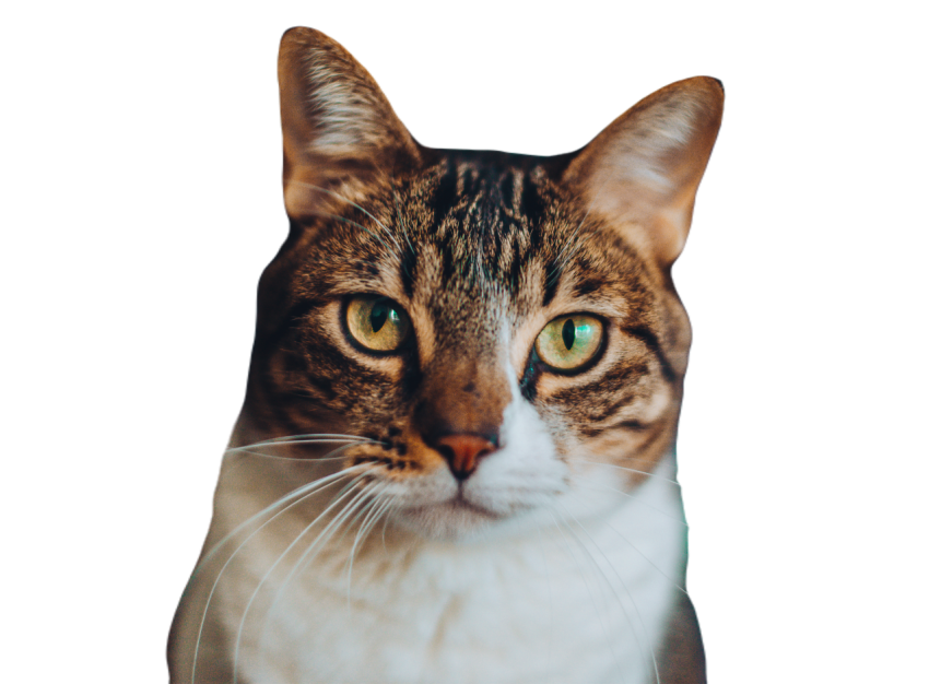 Funny cat with brown and white coat pattern 2023 11 27 05 10 55 utc