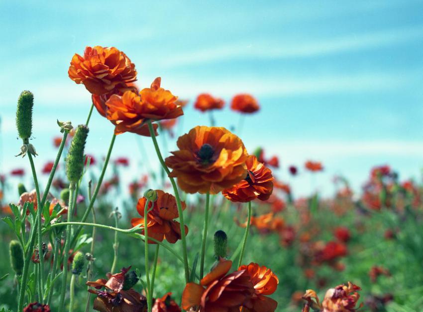 Landscape, animal, girl free download (64)