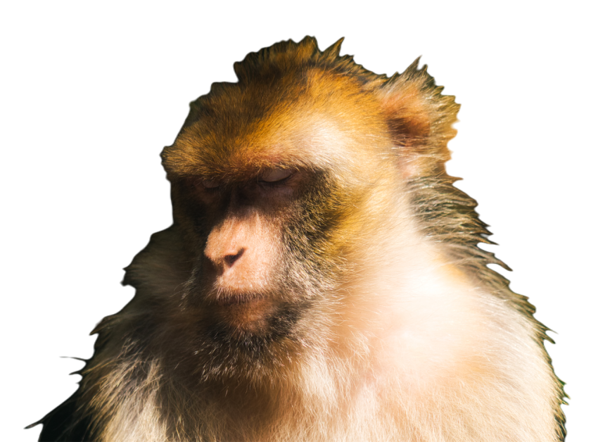 Closeup shot of a furry old world monkey 2023 11 27 05 00 16 utc