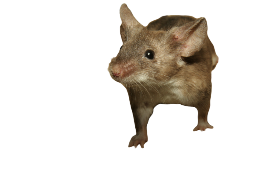 Mouse 2204576