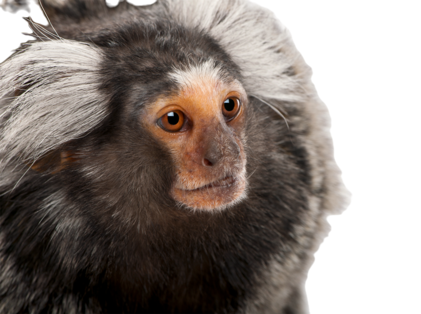 Common marmoset callithrix jacchus 2 years old 2024 09 27 07 19 04 utc