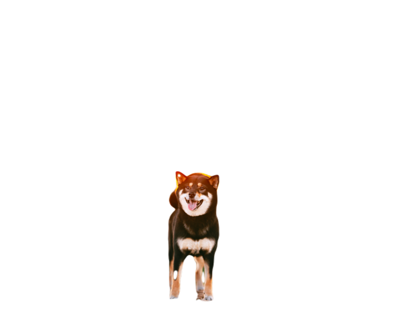 Young black and tan shiba inu dog outdoor 2023 11 27 05 30 15 utc