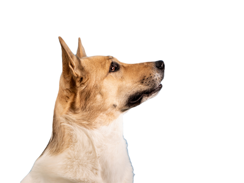 Mixed breed cute dog portrait on blue background 2023 11 27 05 28 30 utc