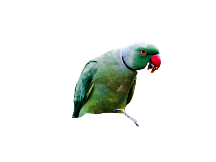 Parrots in the world png file 3