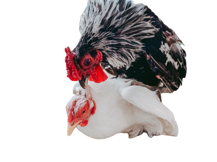 Hens fighting for the food in birds house 2025 01 09 05 00 30 utc