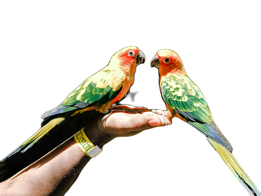 Parrots in the world png file 227
