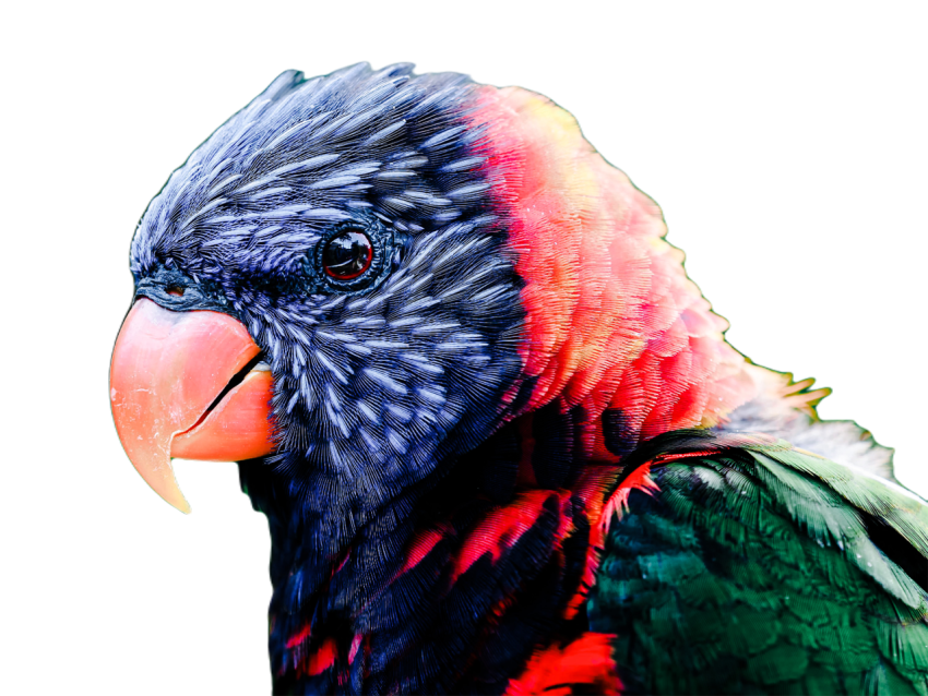 Parrots in the world png file 348