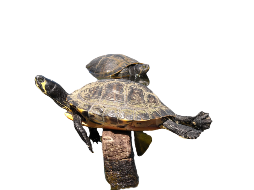 Animals 894313