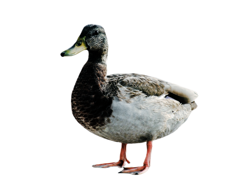 Duck png file, animal free download (frefile com) 81