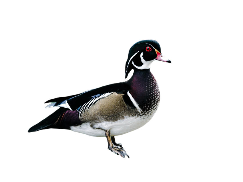 Duck png file, animal free download (frefile com) 82