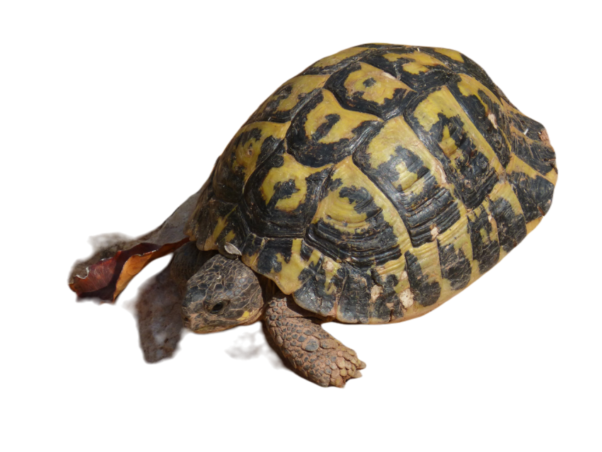 Mediterranean tortoise 1693859