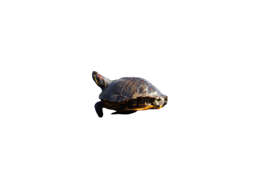 Painted turtle 2825451