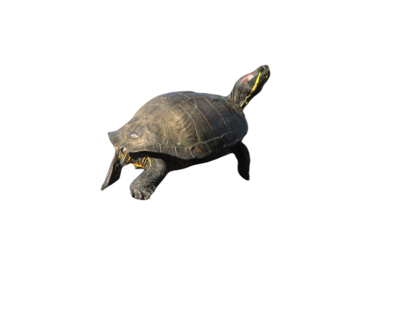 Painted turtle 2825721