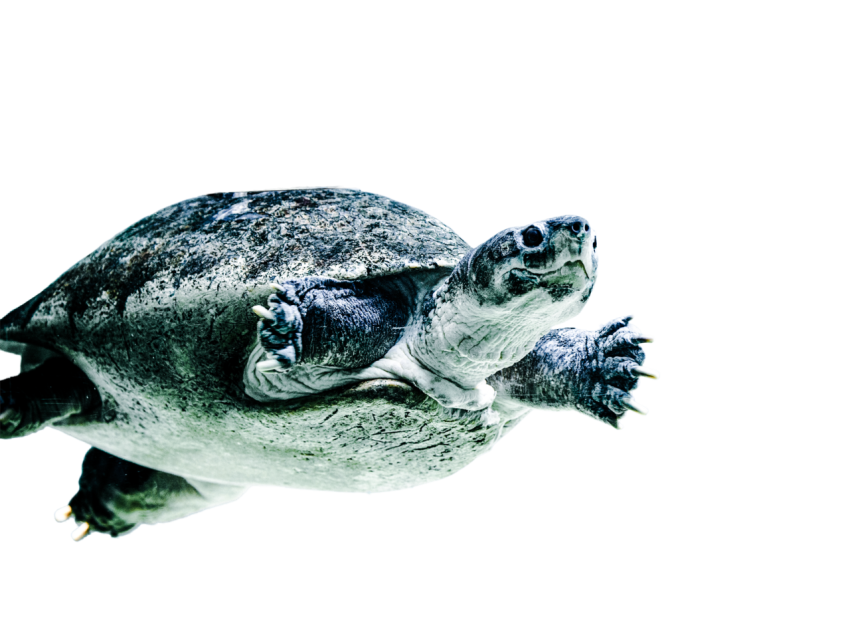 Turtle png file, free download 10