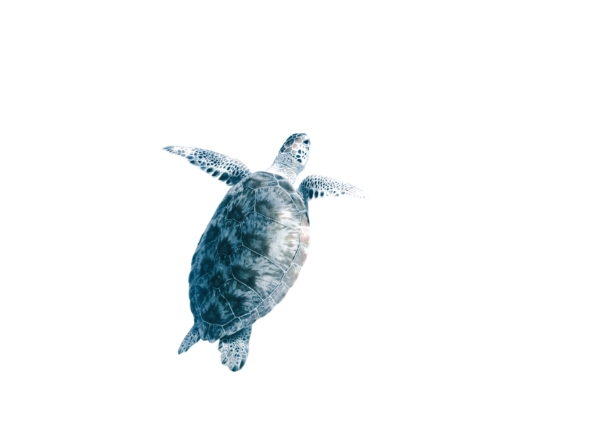Turtle png file, free download 28