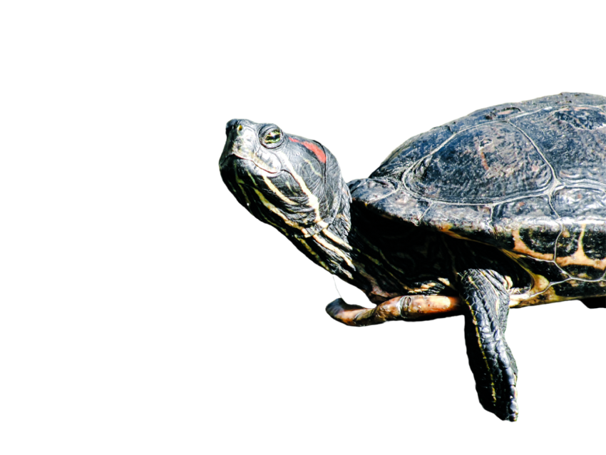 Turtle png file, free download 29