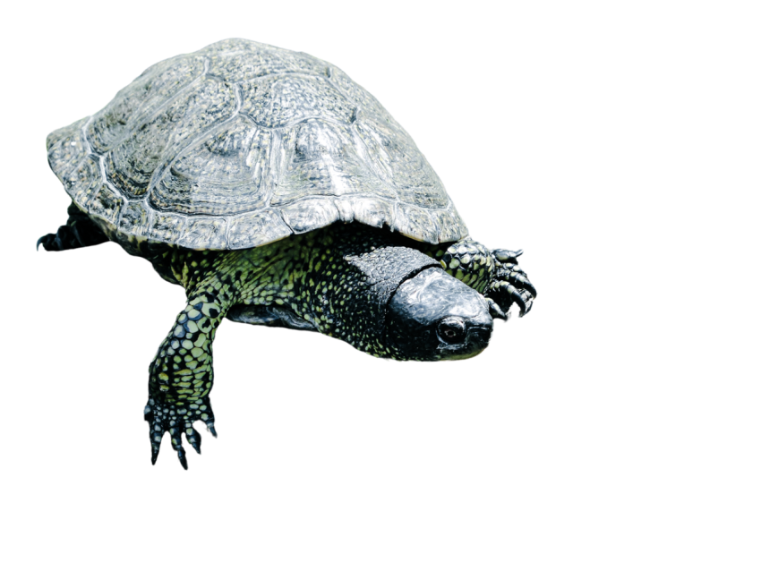Turtle png file, free download 32