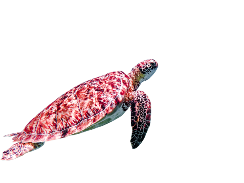 Turtle png file, free download 35